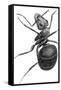 Ant, 17th Century Artwork-Library of Congress-Framed Stretched Canvas