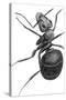 Ant, 17th Century Artwork-Library of Congress-Stretched Canvas