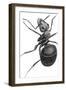 Ant, 17th Century Artwork-Library of Congress-Framed Photographic Print