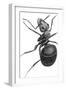 Ant, 17th Century Artwork-Library of Congress-Framed Photographic Print