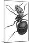 Ant, 17th Century Artwork-Library of Congress-Mounted Photographic Print