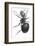 Ant, 17th Century Artwork-Library of Congress-Framed Photographic Print