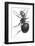 Ant, 17th Century Artwork-Library of Congress-Framed Photographic Print