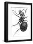 Ant, 17th Century Artwork-Library of Congress-Framed Photographic Print