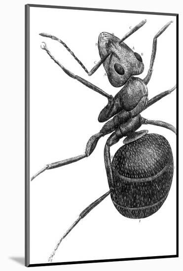 Ant, 17th Century Artwork-Library of Congress-Mounted Photographic Print