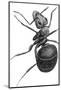 Ant, 17th Century Artwork-Library of Congress-Mounted Photographic Print