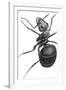 Ant, 17th Century Artwork-Library of Congress-Framed Photographic Print