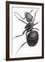 Ant, 17th Century Artwork-Library of Congress-Framed Photographic Print