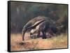 Ant-Eater, Cuthbert Swan-Cuthbert Swan-Framed Stretched Canvas