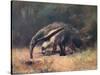 Ant-Eater, Cuthbert Swan-Cuthbert Swan-Stretched Canvas