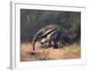 Ant-Eater, Cuthbert Swan-Cuthbert Swan-Framed Art Print