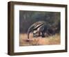 Ant-Eater, Cuthbert Swan-Cuthbert Swan-Framed Art Print