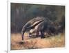 Ant-Eater, Cuthbert Swan-Cuthbert Swan-Framed Art Print