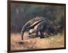 Ant-Eater, Cuthbert Swan-Cuthbert Swan-Framed Art Print