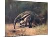 Ant-Eater, Cuthbert Swan-Cuthbert Swan-Mounted Art Print