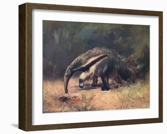 Ant-Eater, Cuthbert Swan-Cuthbert Swan-Framed Art Print