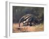 Ant-Eater, Cuthbert Swan-Cuthbert Swan-Framed Art Print