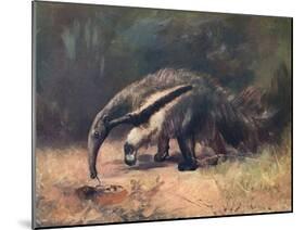 Ant-Eater, Cuthbert Swan-Cuthbert Swan-Mounted Art Print