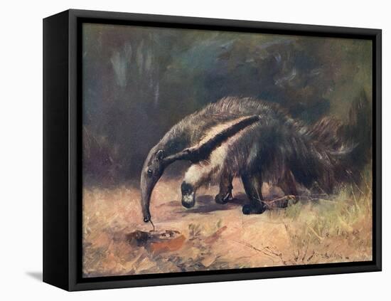 Ant-Eater, Cuthbert Swan-Cuthbert Swan-Framed Stretched Canvas