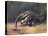 Ant-Eater, Cuthbert Swan-Cuthbert Swan-Stretched Canvas