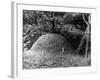 Ant Hill-null-Framed Photographic Print