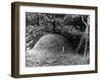 Ant Hill-null-Framed Photographic Print