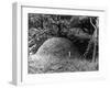 Ant Hill-null-Framed Photographic Print