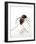 Ant (Metal, Spanners, Tools and Found Objects)-Lawrie Simonson-Framed Photographic Print