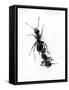 Ant Pulling Ant-null-Framed Stretched Canvas