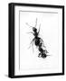 Ant Pulling Ant-null-Framed Photographic Print