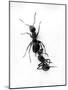 Ant Pulling Ant-null-Mounted Photographic Print