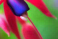 Lilly in detail, 2021,(photograph)-Ant Smith-Giclee Print