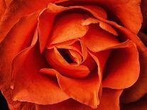 Rose in Orange, 2021,(photograph)-Ant Smith-Giclee Print