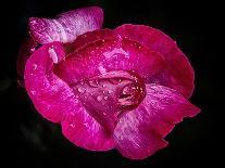 Fuschia,2021,(photograph)-Ant Smith-Giclee Print