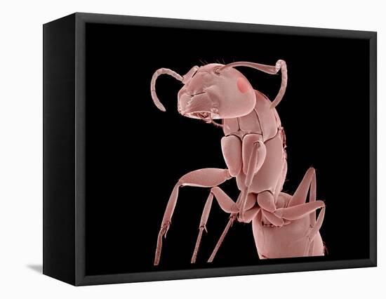 Ant-Micro Discovery-Framed Stretched Canvas