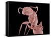 Ant-Micro Discovery-Framed Stretched Canvas