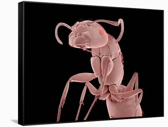 Ant-Micro Discovery-Framed Stretched Canvas