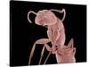 Ant-Micro Discovery-Stretched Canvas