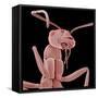 Ant-Micro Discovery-Framed Stretched Canvas