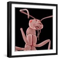 Ant-Micro Discovery-Framed Photographic Print