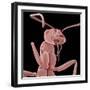 Ant-Micro Discovery-Framed Photographic Print