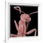 Ant-Micro Discovery-Framed Photographic Print