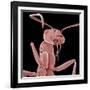 Ant-Micro Discovery-Framed Photographic Print