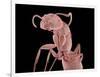 Ant-Micro Discovery-Framed Photographic Print