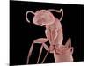 Ant-Micro Discovery-Mounted Photographic Print