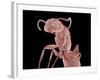 Ant-Micro Discovery-Framed Photographic Print