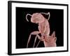 Ant-Micro Discovery-Framed Photographic Print