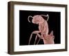 Ant-Micro Discovery-Framed Photographic Print