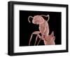 Ant-Micro Discovery-Framed Photographic Print