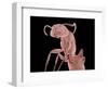 Ant-Micro Discovery-Framed Photographic Print